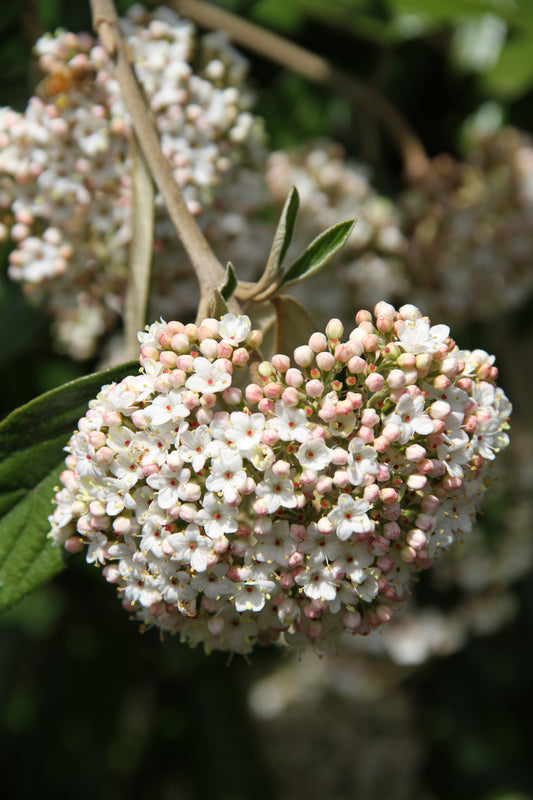 *RETAIL - Viburnum x pragense