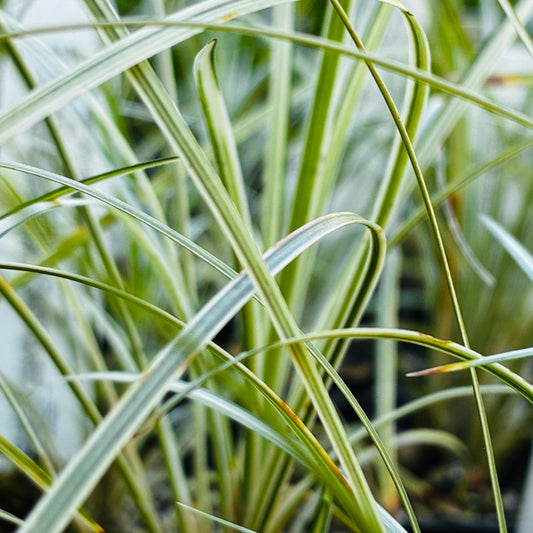 *RETAIL - Ophiopogon japonicus 'Silver Comet'