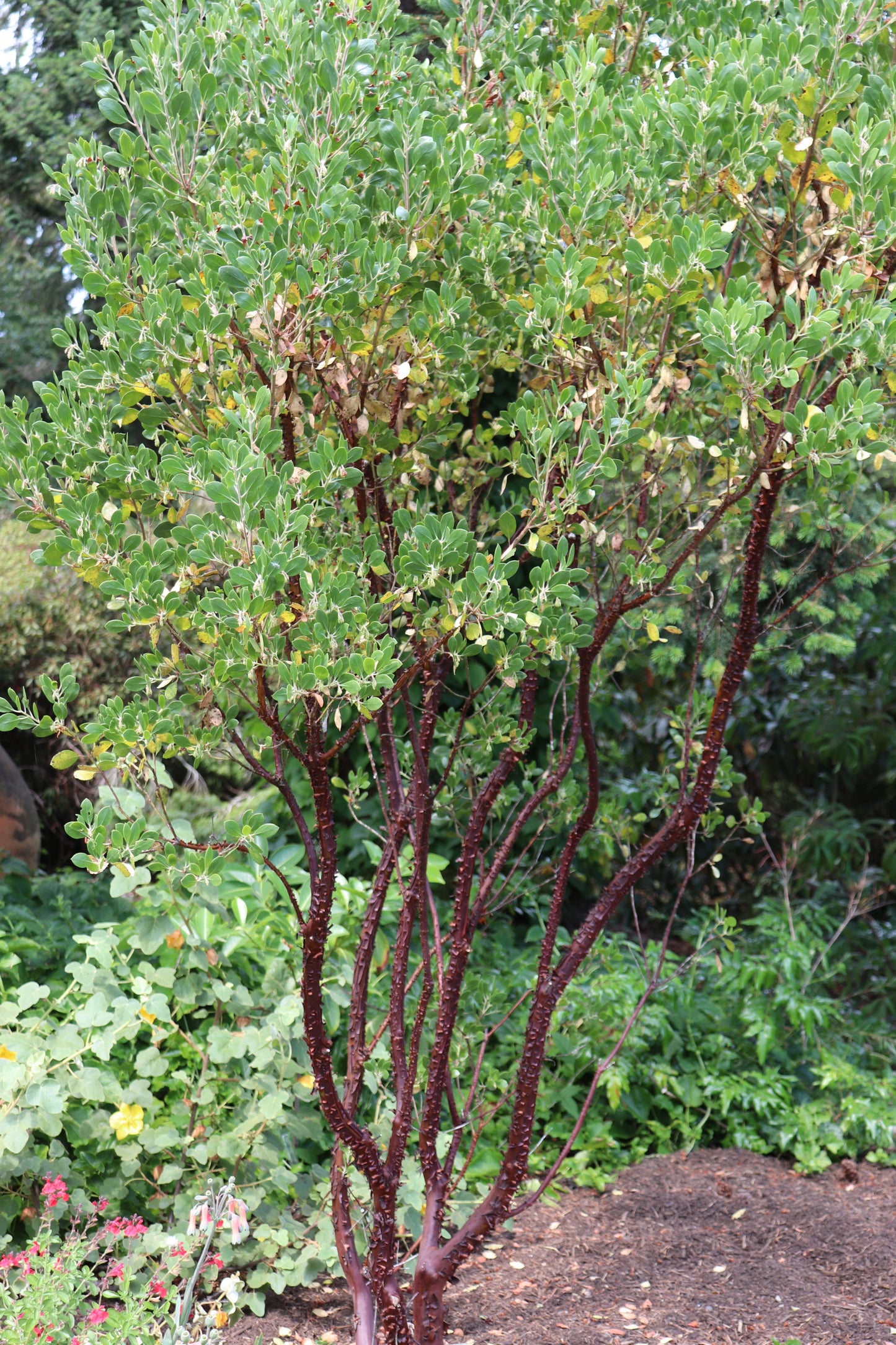 *RETAIL - Arctostaphylos 'Monica'