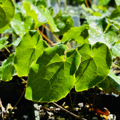 *RETAIL - Epimedium pinnatum ssp. colchium