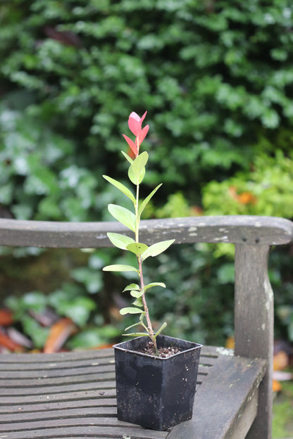 Macleania insignis