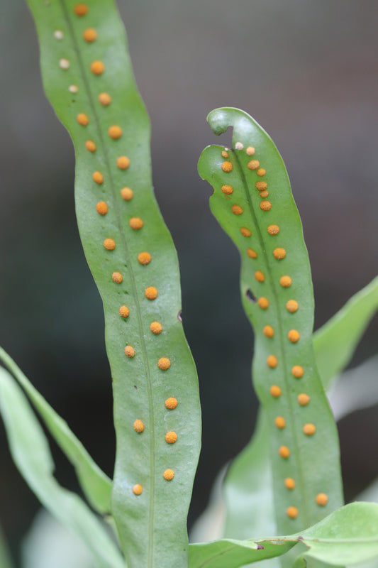 *RETAIL - Neolepisorus fortunei