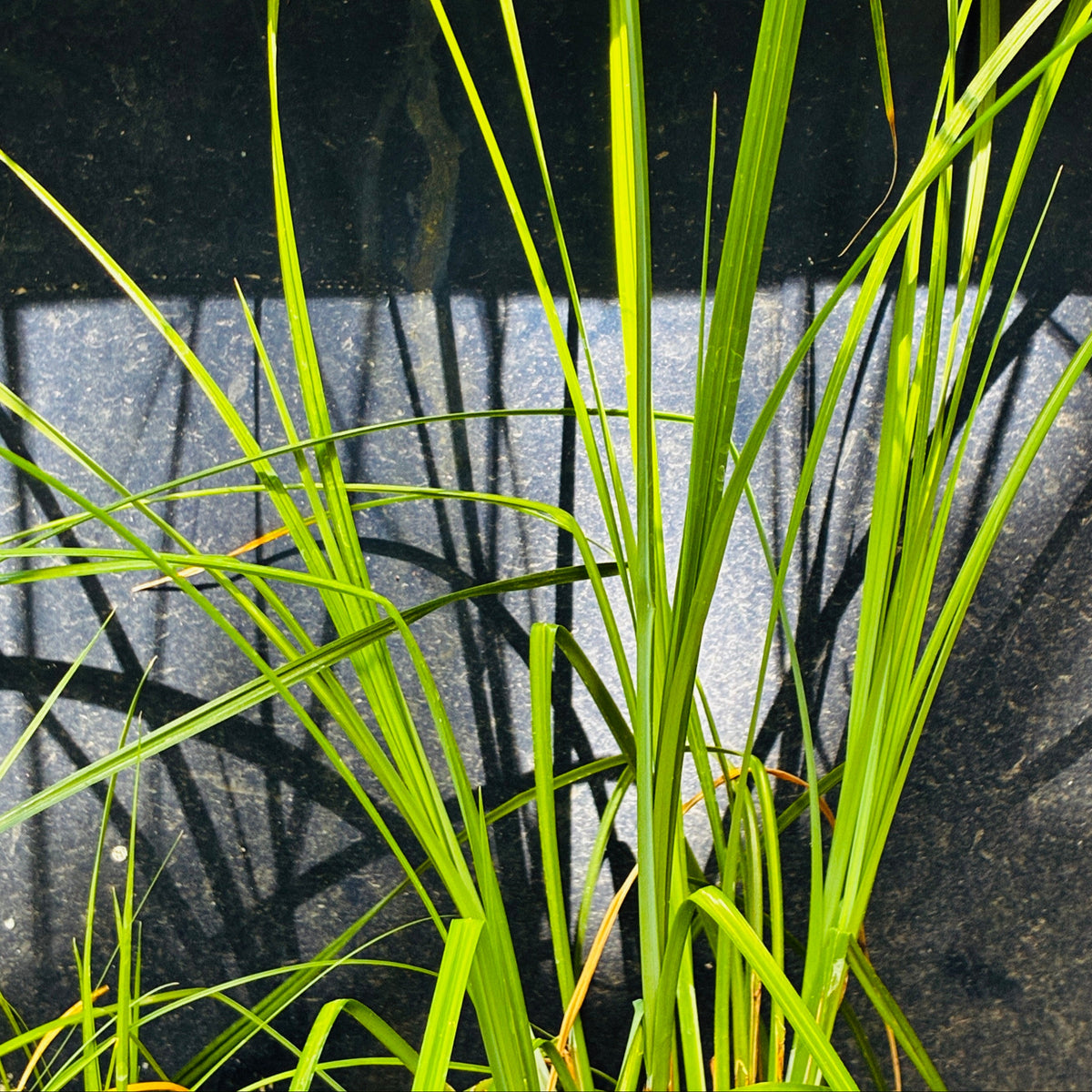 *RETAIL - Carex barbarae