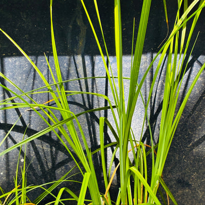 *RETAIL - Carex barbarae