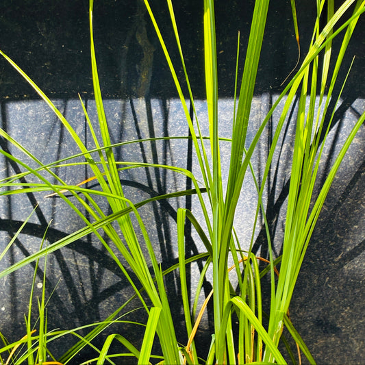 *RETAIL - Carex barbarae