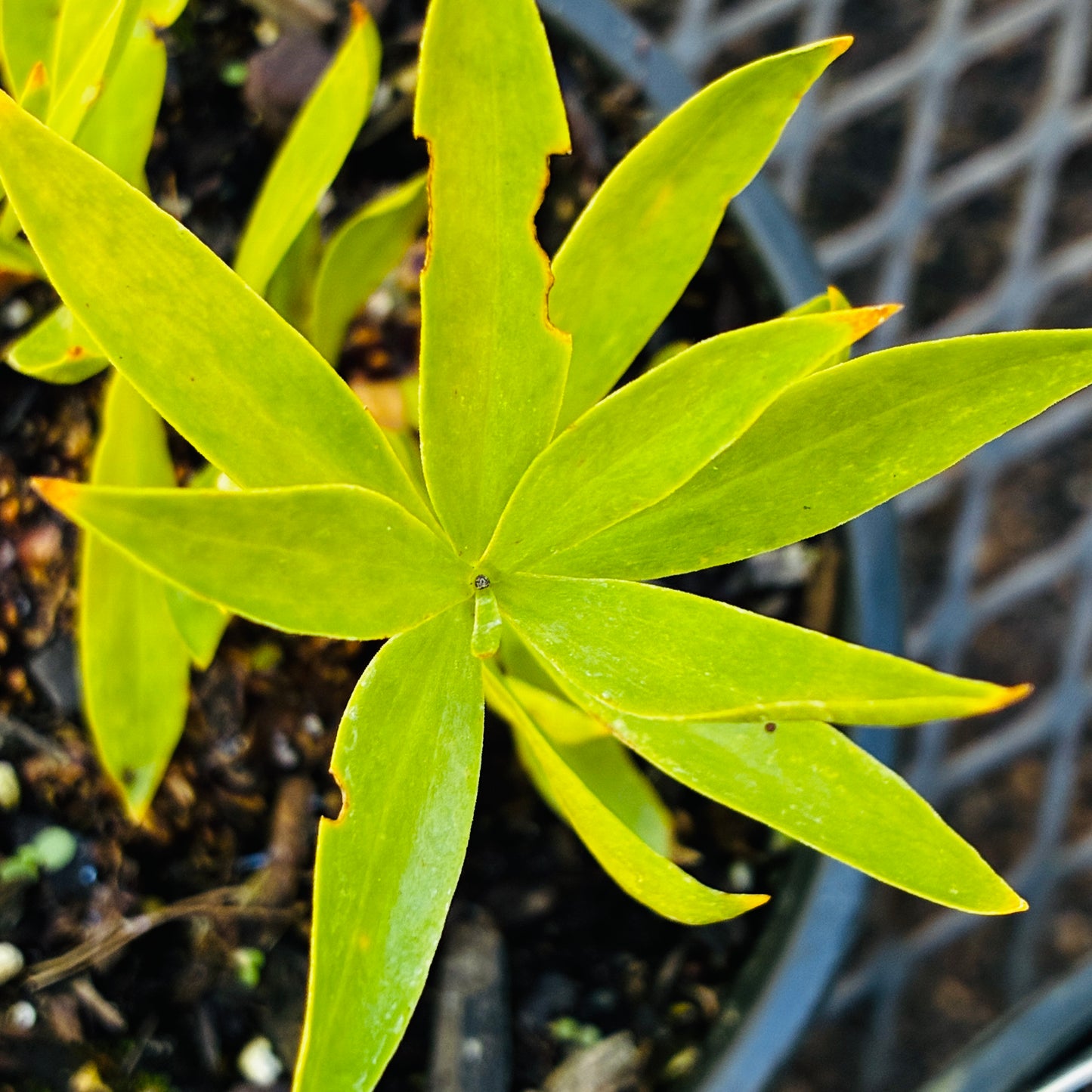 *RETAIL - Lilium pardalinum