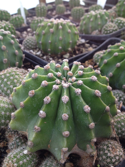 *RETAIL - Echinopsis oxygona