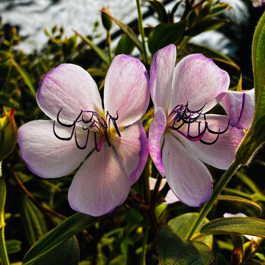 *RETAIL - Tibouchina organensis 'Blue Moon'