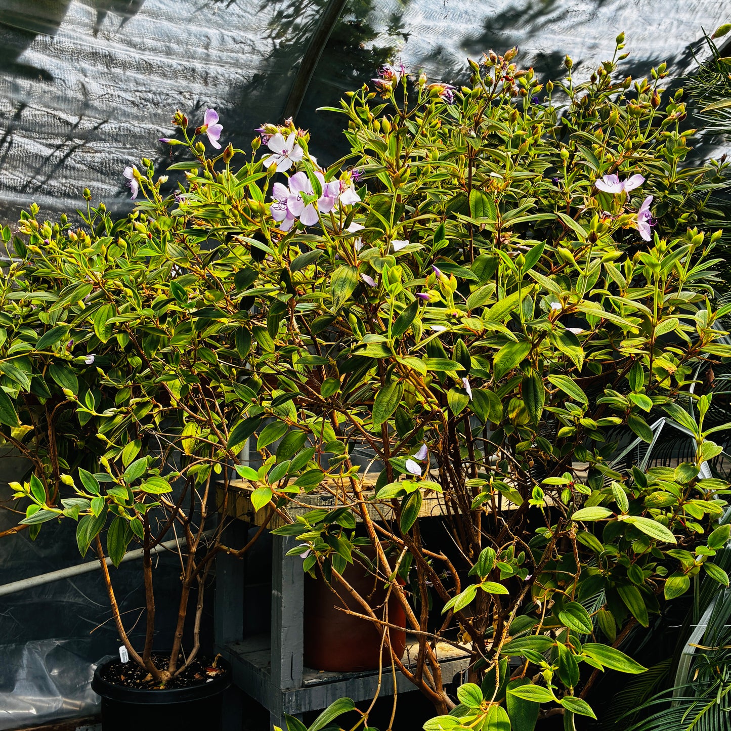 *RETAIL - Tibouchina organensis 'Blue Moon'