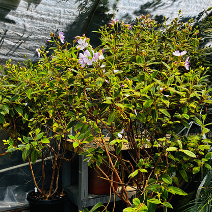 *RETAIL - Tibouchina organensis 'Blue Moon'