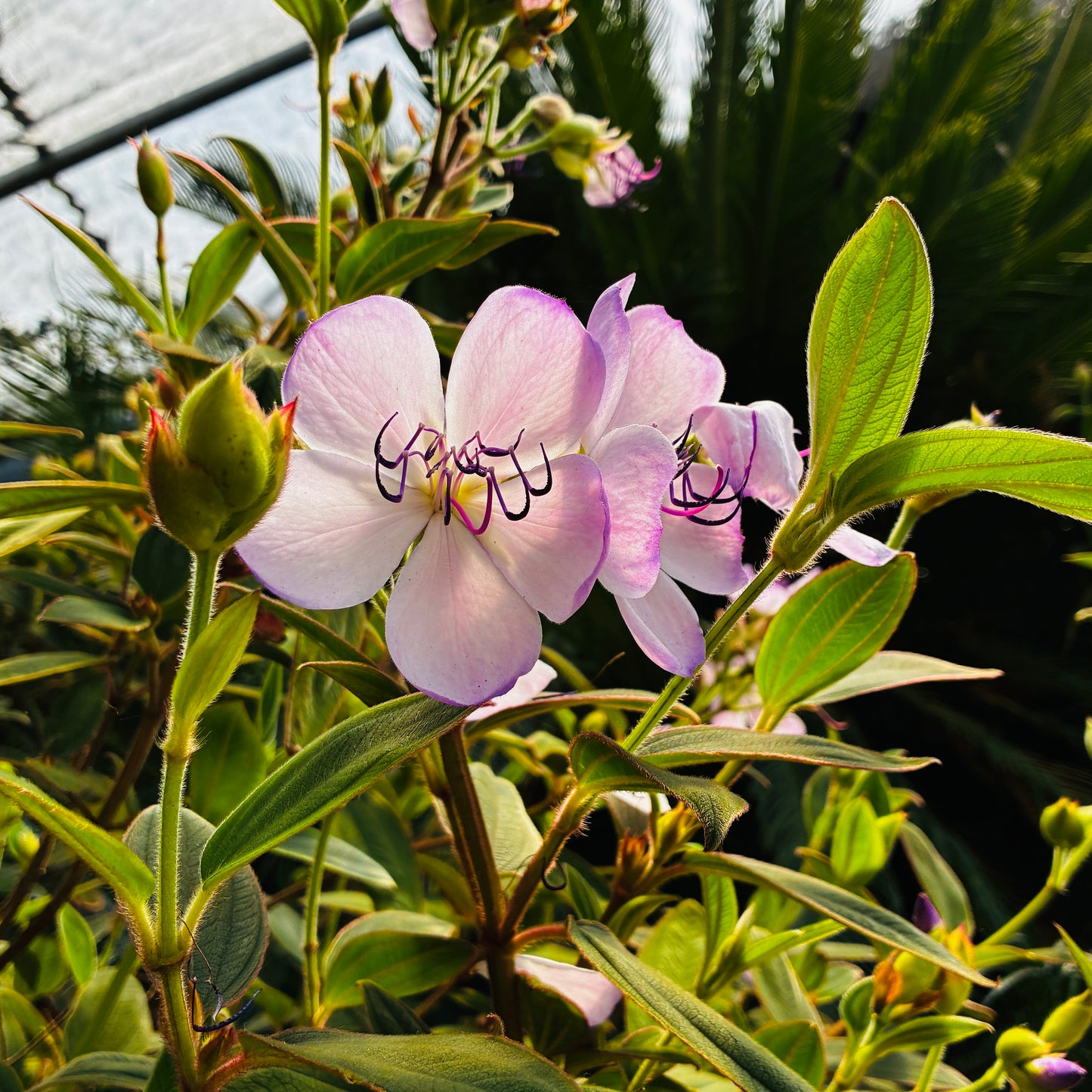 *RETAIL - Tibouchina organensis 'Blue Moon'