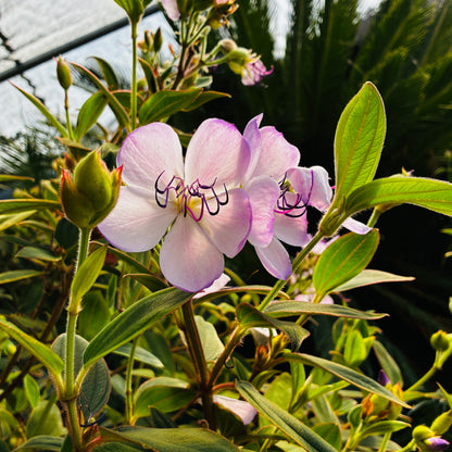 *RETAIL - Tibouchina organensis 'Blue Moon'