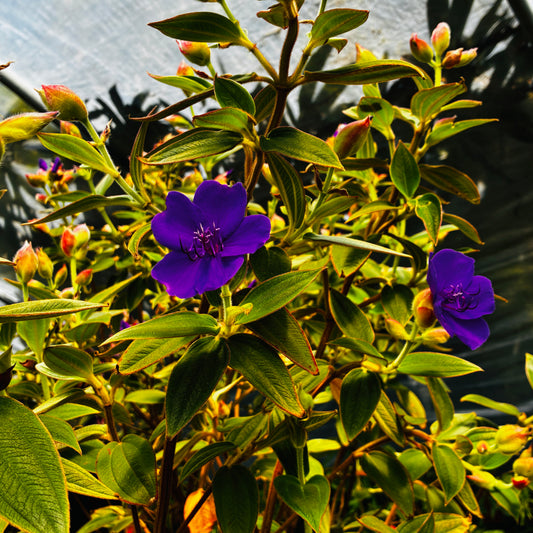 *RETAIL - Tibouchina urvilleana