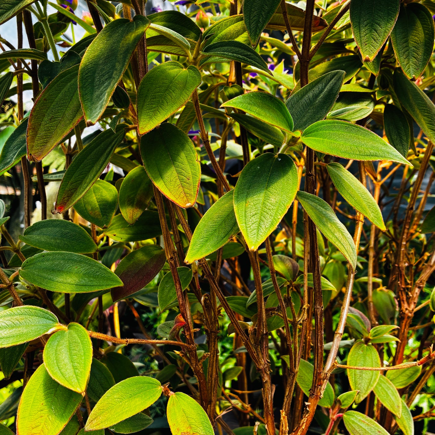*RETAIL - Tibouchina urvilleana