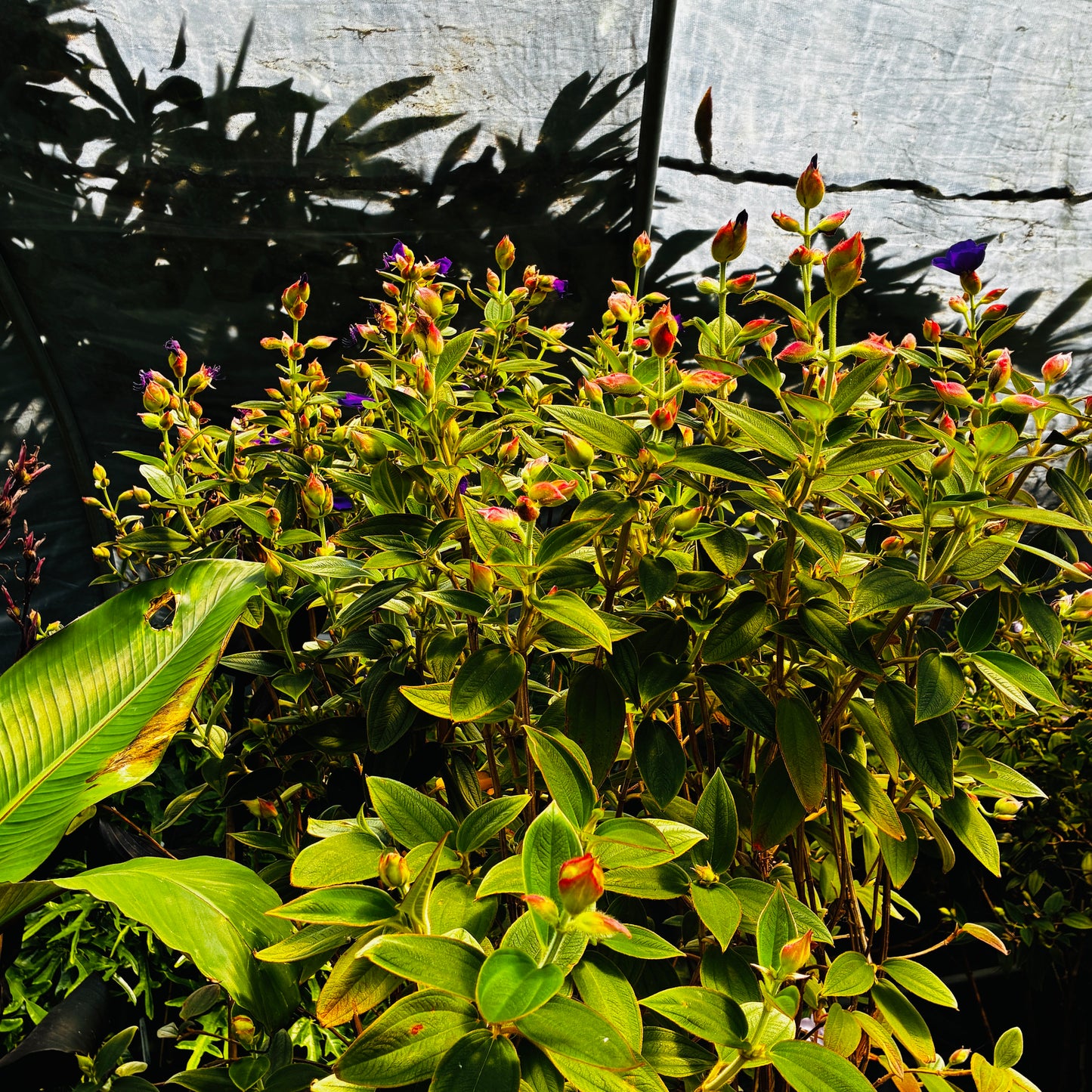 *RETAIL - Tibouchina urvilleana