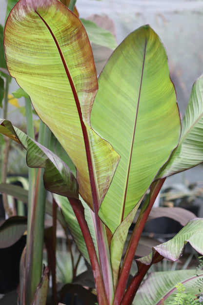*RETAIL - Ensete ventricosum 'Maurelii'