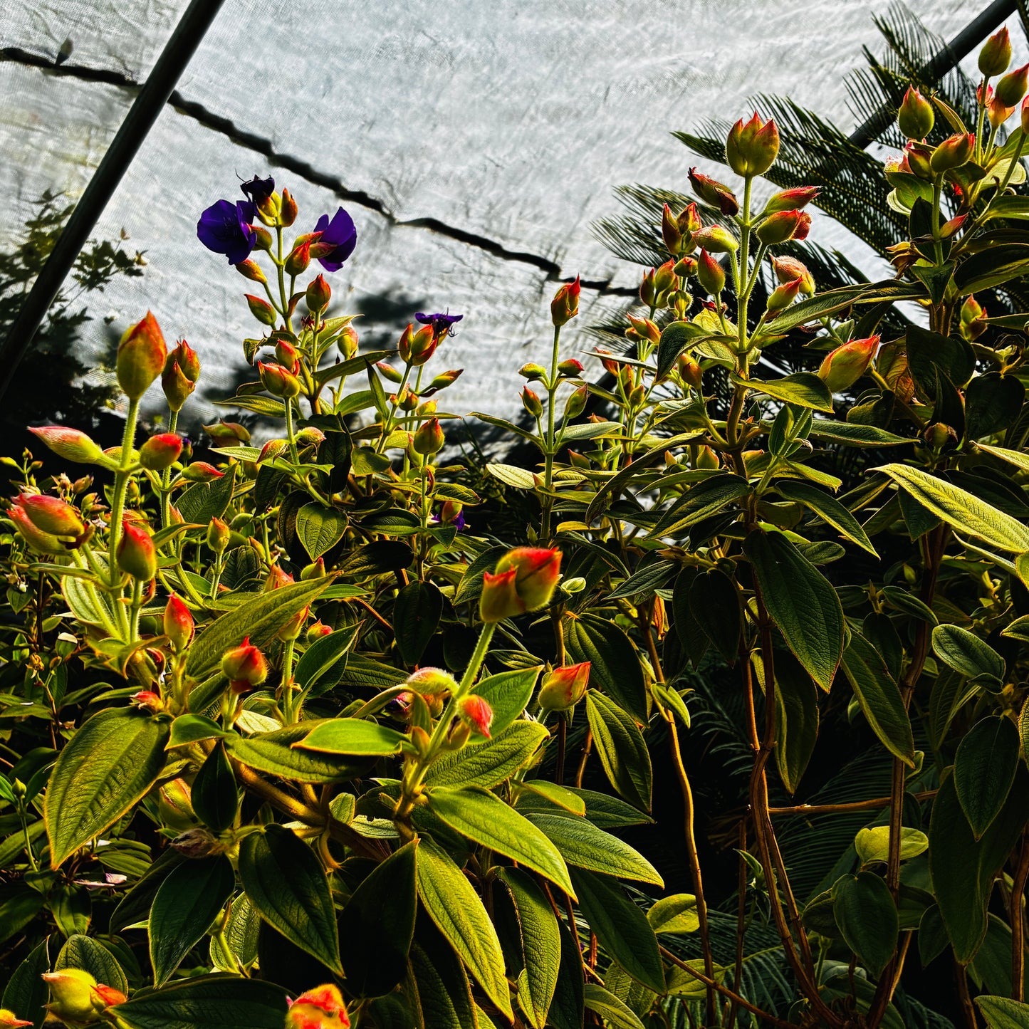 *RETAIL - Tibouchina urvilleana