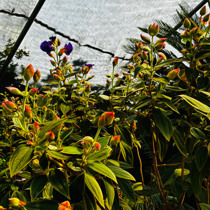 *RETAIL - Tibouchina urvilleana