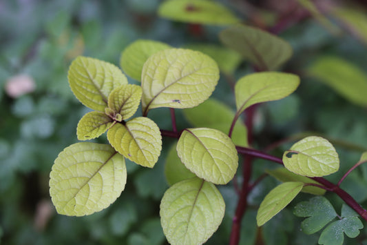 *RETAIL - Plectranthus ciliatus 'Aureus'