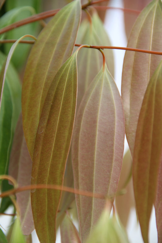 *RETAIL - Cinnamomum checkiangense