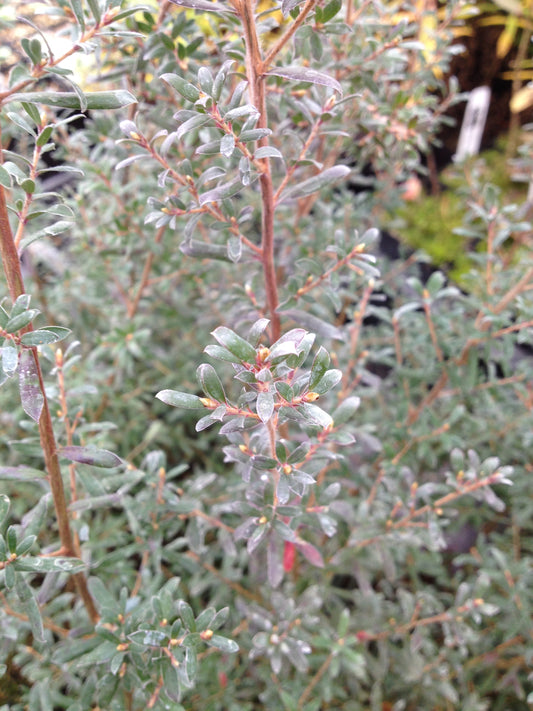 *RETAIL - Leptospermum lanigerum [purple leaf form]