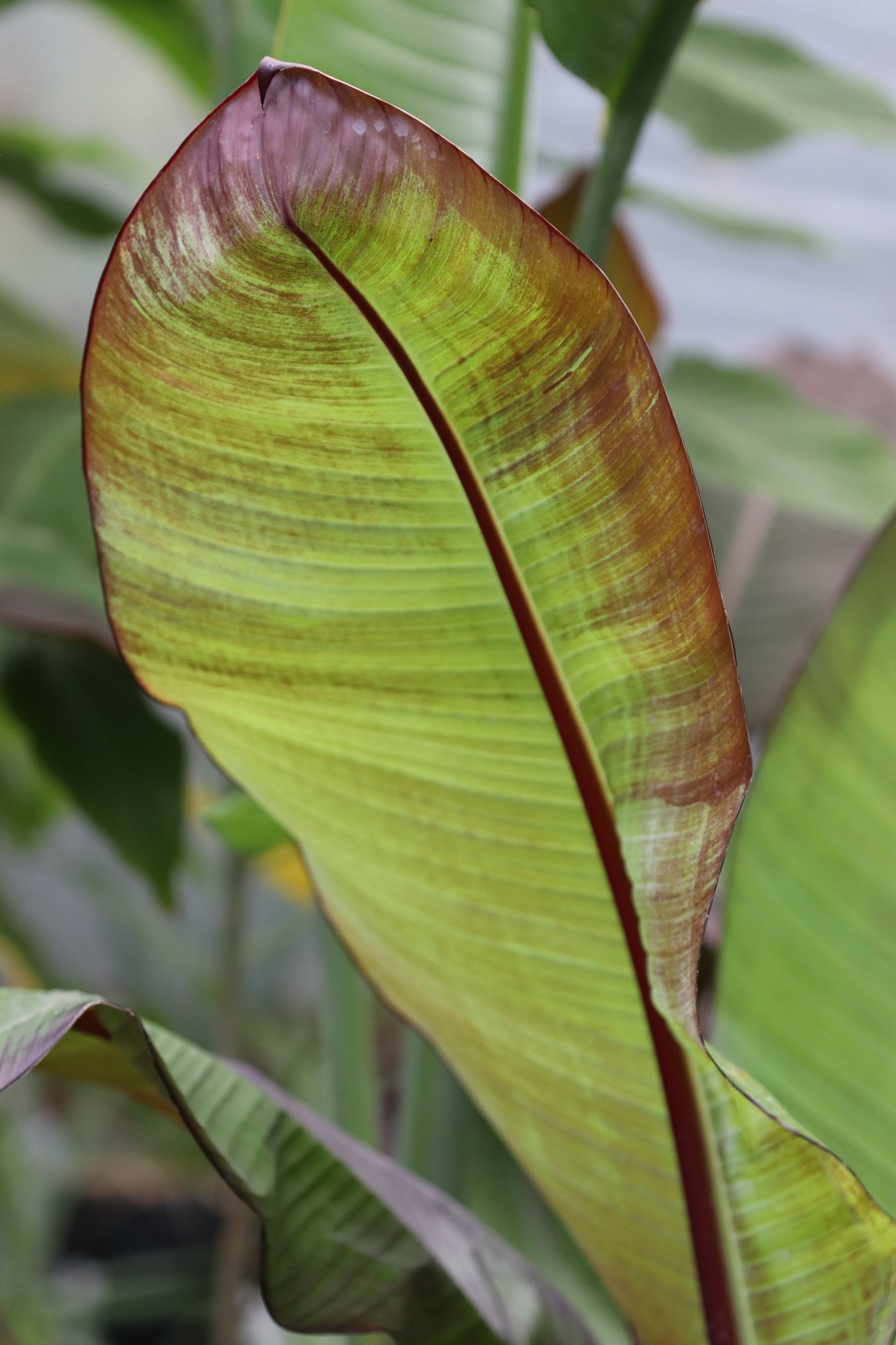 *RETAIL - Ensete ventricosum 'Maurelii'
