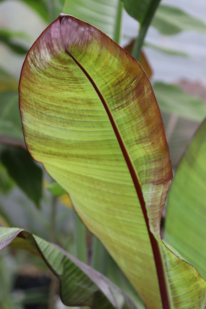 *RETAIL - Ensete ventricosum 'Maurelii'