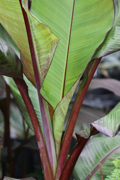 *RETAIL - Ensete ventricosum 'Maurelii'
