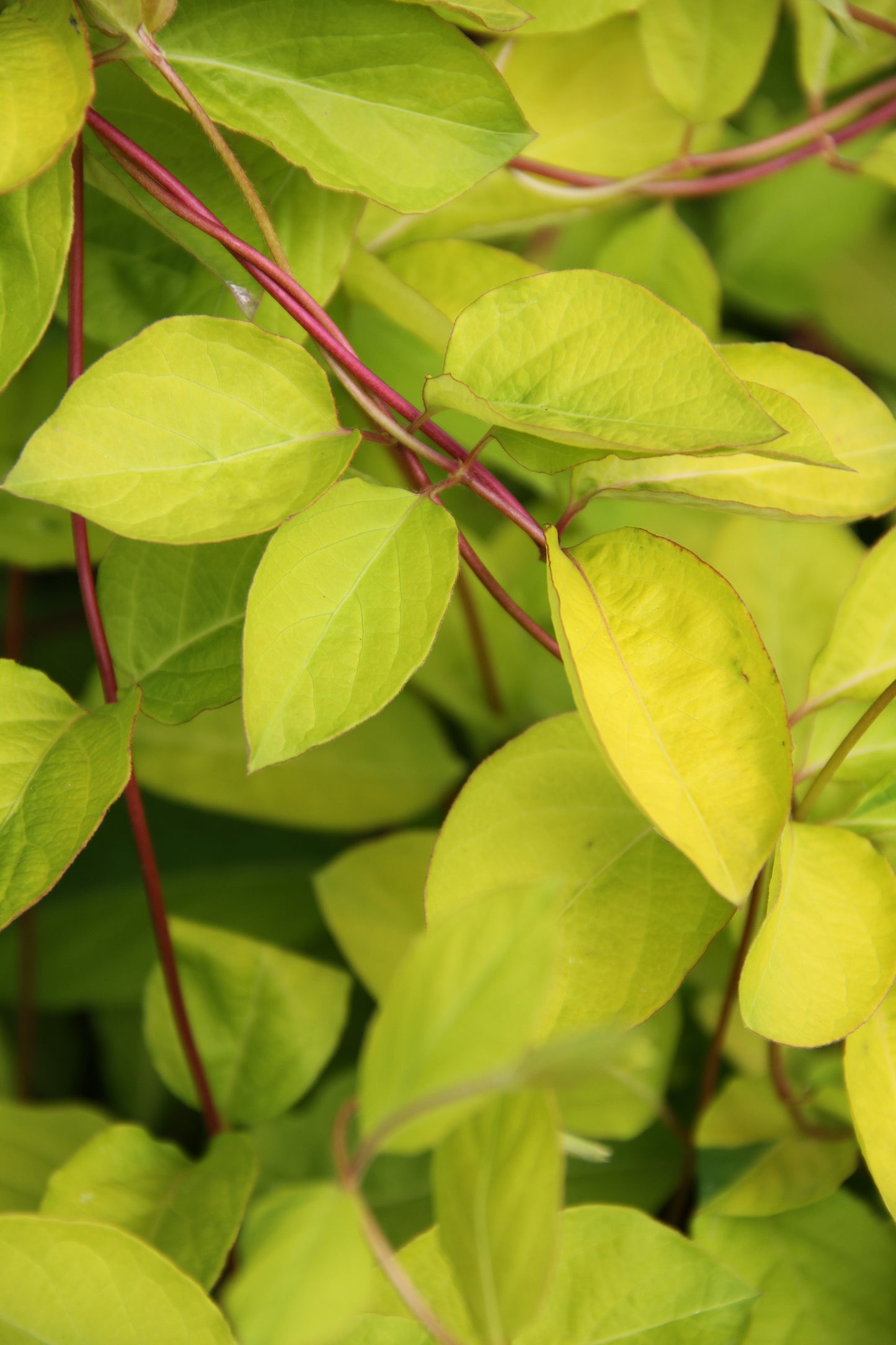 *RETAIL - Lonicera japonica 'Gold Nancy'