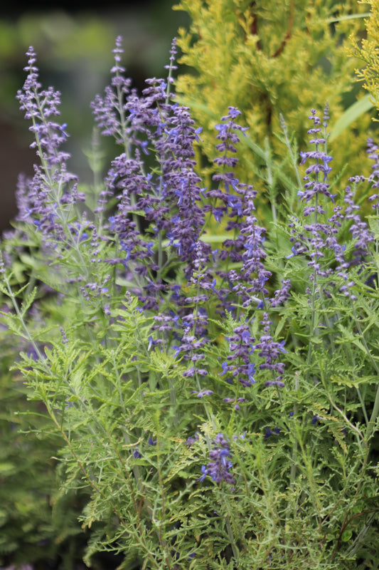 *RETAIL - Perovskia atriplicifolia 'Blue Jean Baby'