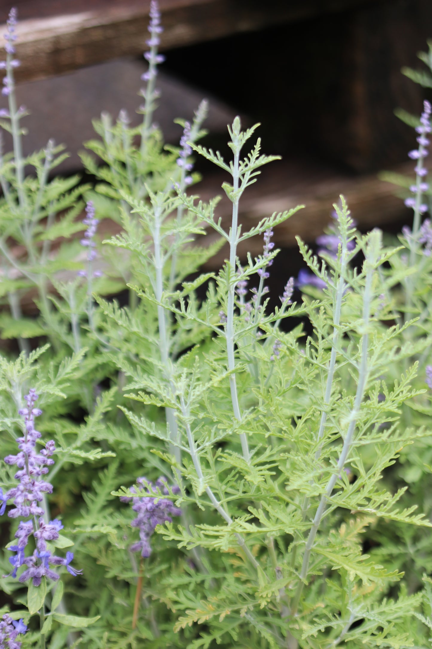 *RETAIL - Perovskia atriplicifolia 'Blue Jean Baby'