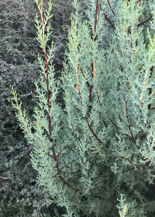 Cupressus macnabiana