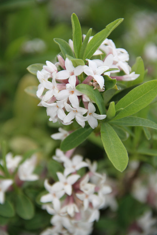 *RETAIL - Daphne odora 'Alba'