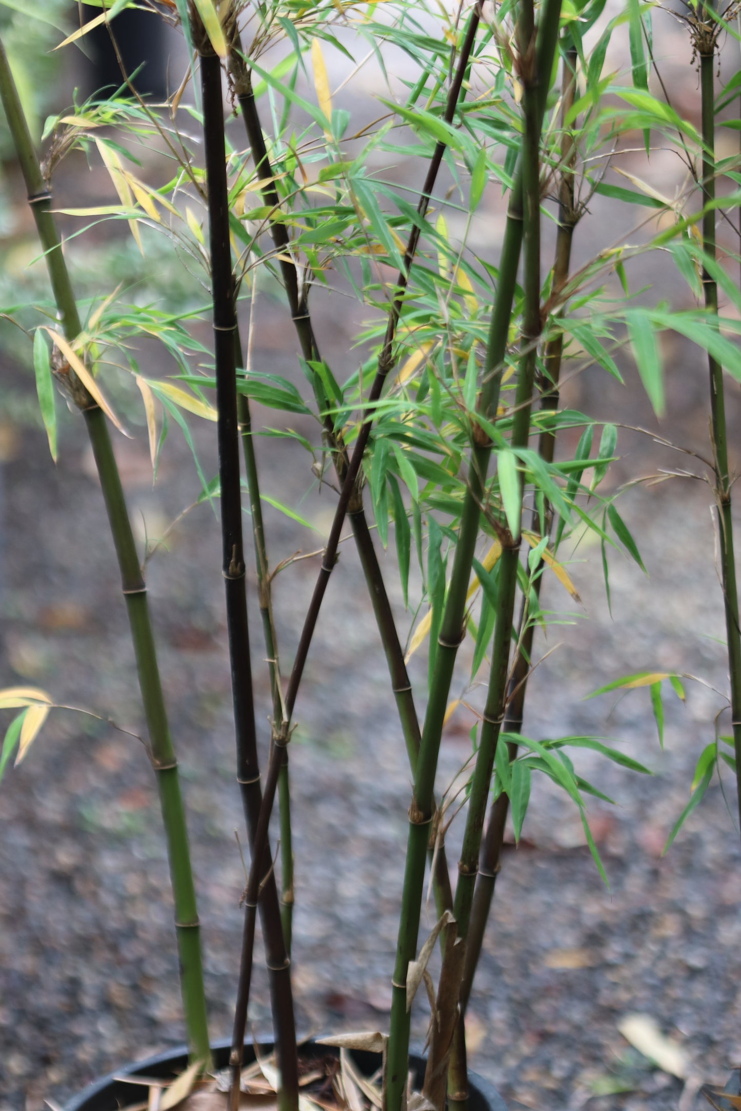 *RETAIL - Borinda fungosa 'Chocolate'