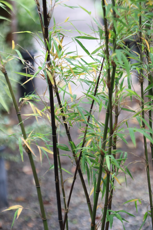 *RETAIL - Borinda fungosa 'Chocolate'