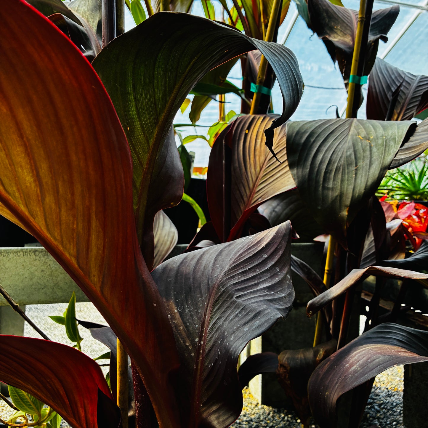 *RETAIL - Canna 'Wyoming'