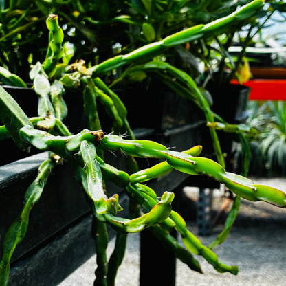 *RETAIL - Rhipsalis paradoxa