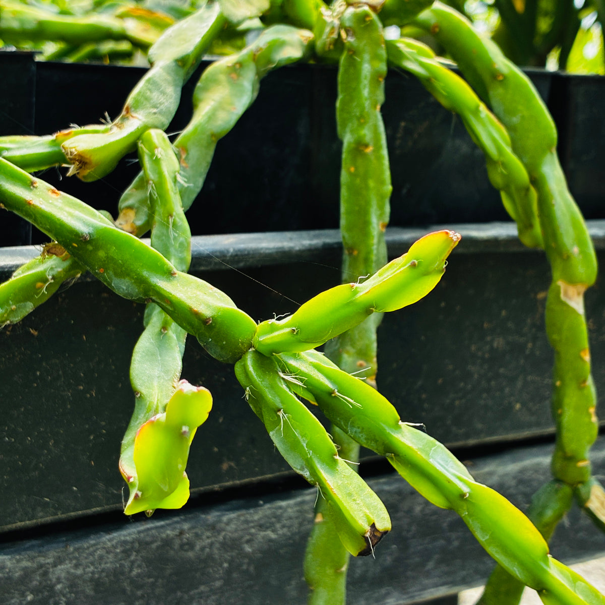 *RETAIL - Rhipsalis paradoxa
