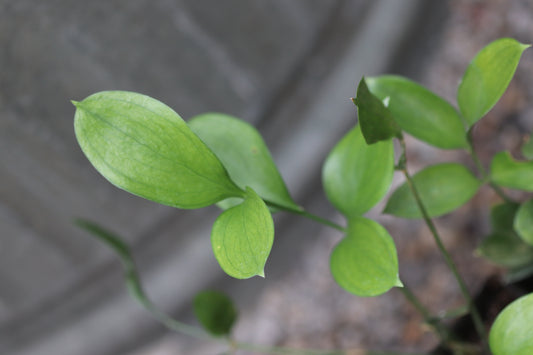 Ruscus hypophyllum - cl. 2