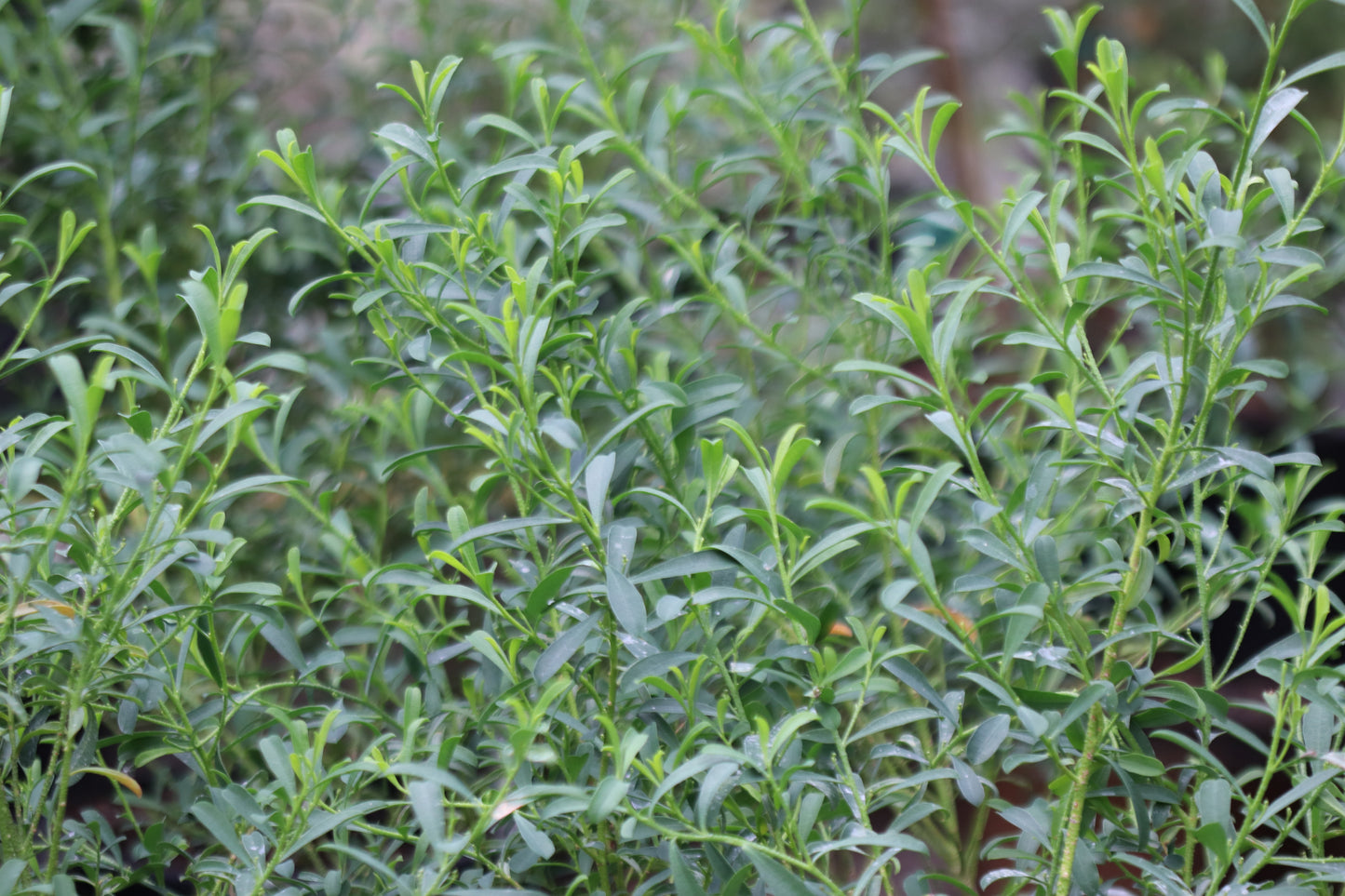 *RETAIL - Philotheca myoporoides 'Profusion'