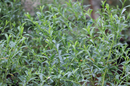 *RETAIL - Philotheca myoporoides 'Profusion'