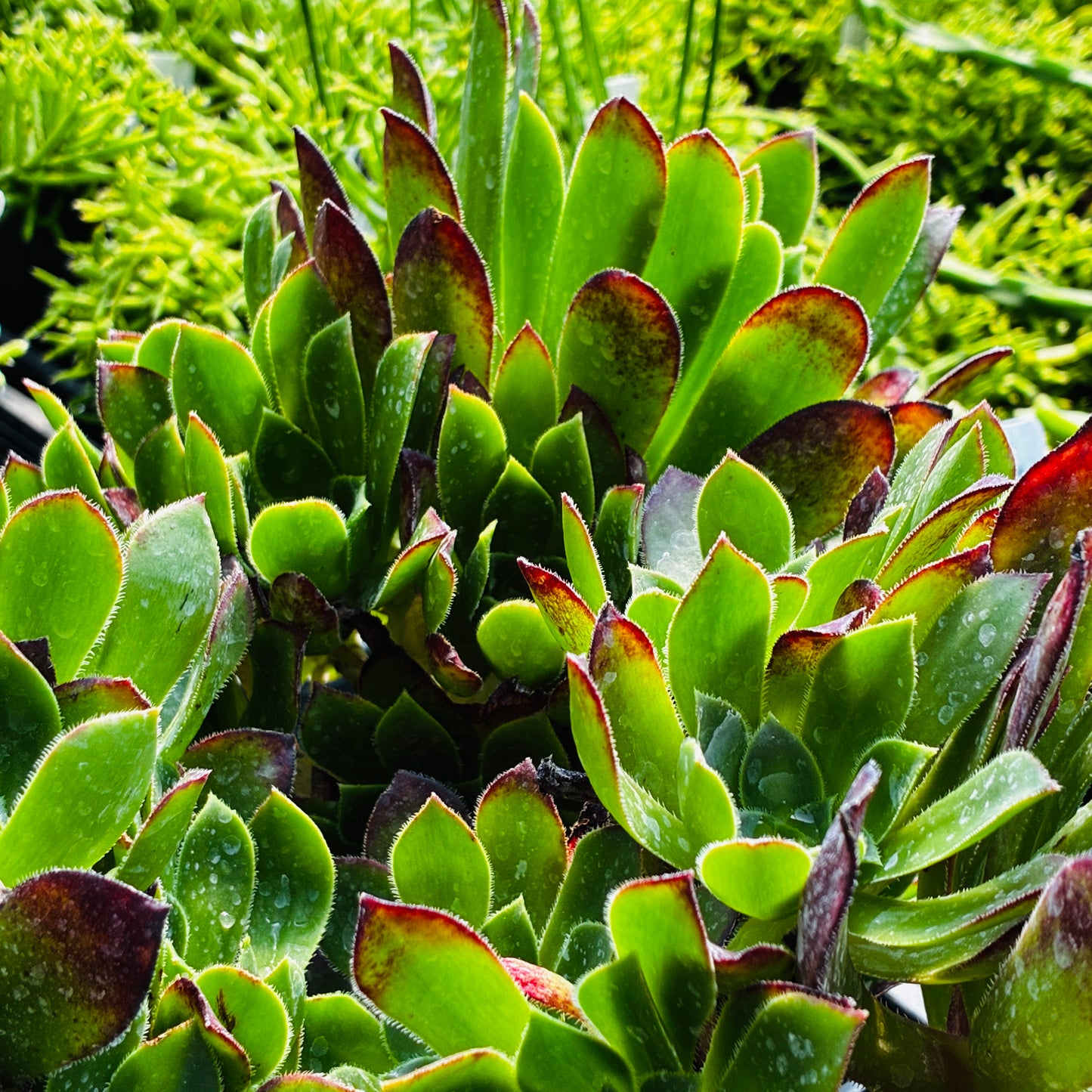 *RETAIL - Aeonium 'Cornish Tribute'