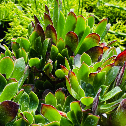 *RETAIL - Aeonium 'Cornish Tribute'