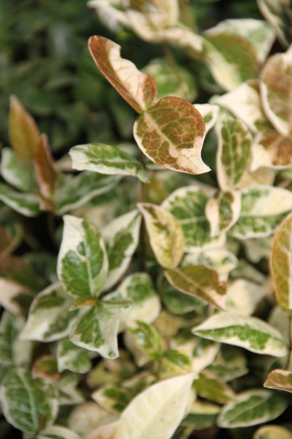 *RETAIL - Trachelospermum asiaticum