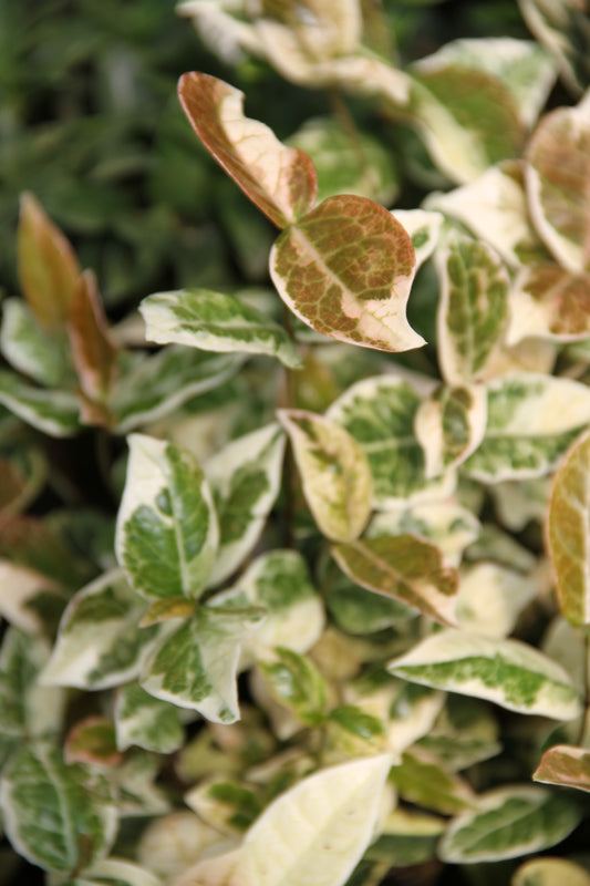 *RETAIL - Trachelospermum asiaticum