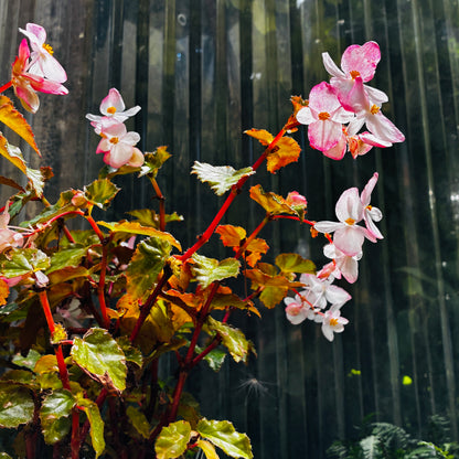 *RETAIL - Begonia x richmondensis 'Pink'
