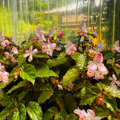 *RETAIL - Begonia x richmondensis 'Pink'