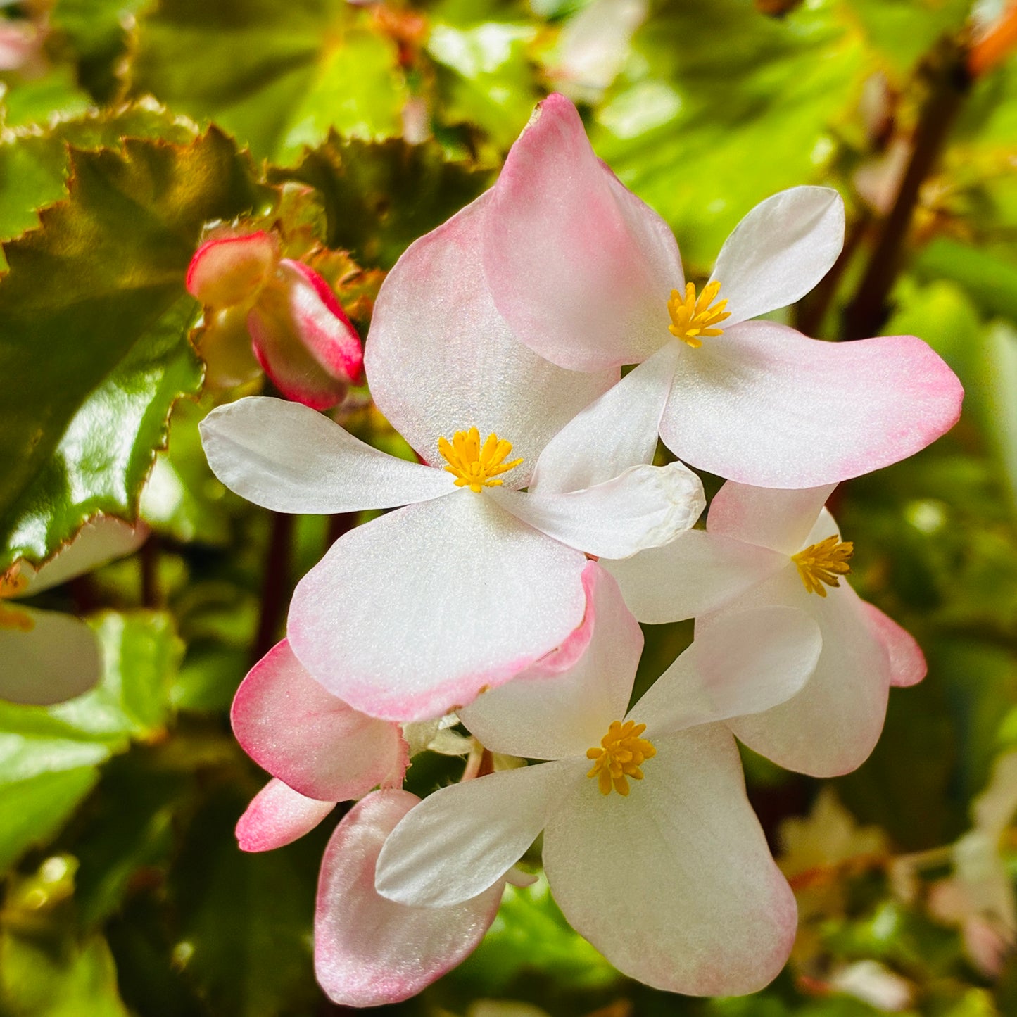 *RETAIL - Begonia x richmondensis 'Pink'