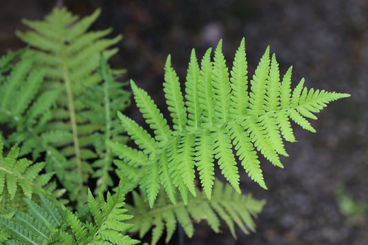 *RETAIL - Matteuccia struthiopteris 'The King'