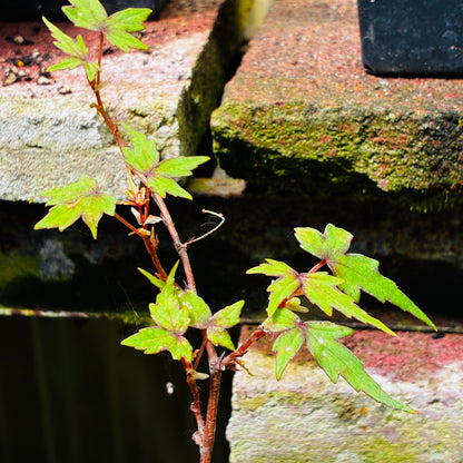 *RETAIL - Begonia dregei